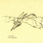 Marina Berdalet - Sèries - Moviments del silenci - Flor de Zygocactus Truncatus - Llapis sobre paper - 4.1.2022 - 0 h 15’ de la matinada